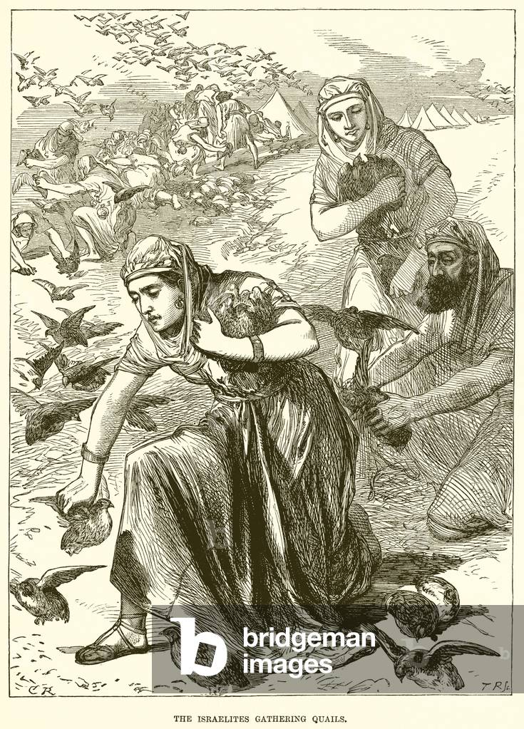 The Israelites gathering Quails (engraving)