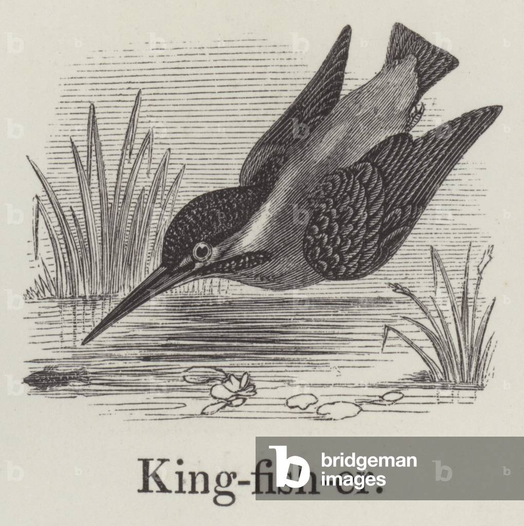 Kingfisher (engraving)