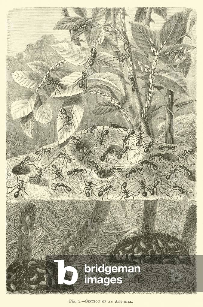 Section of an Ant-hill (engraving)