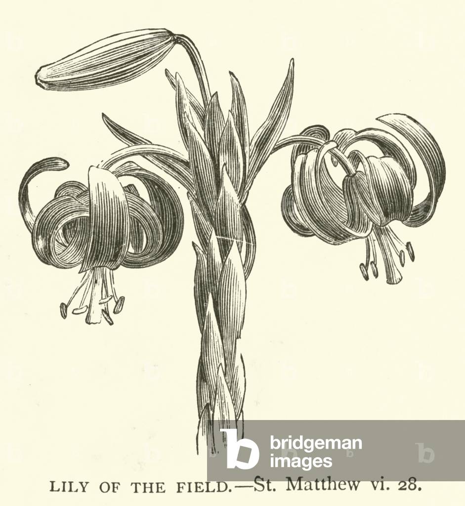 Lily of the field, St Matthew, vi, 28 (engraving)