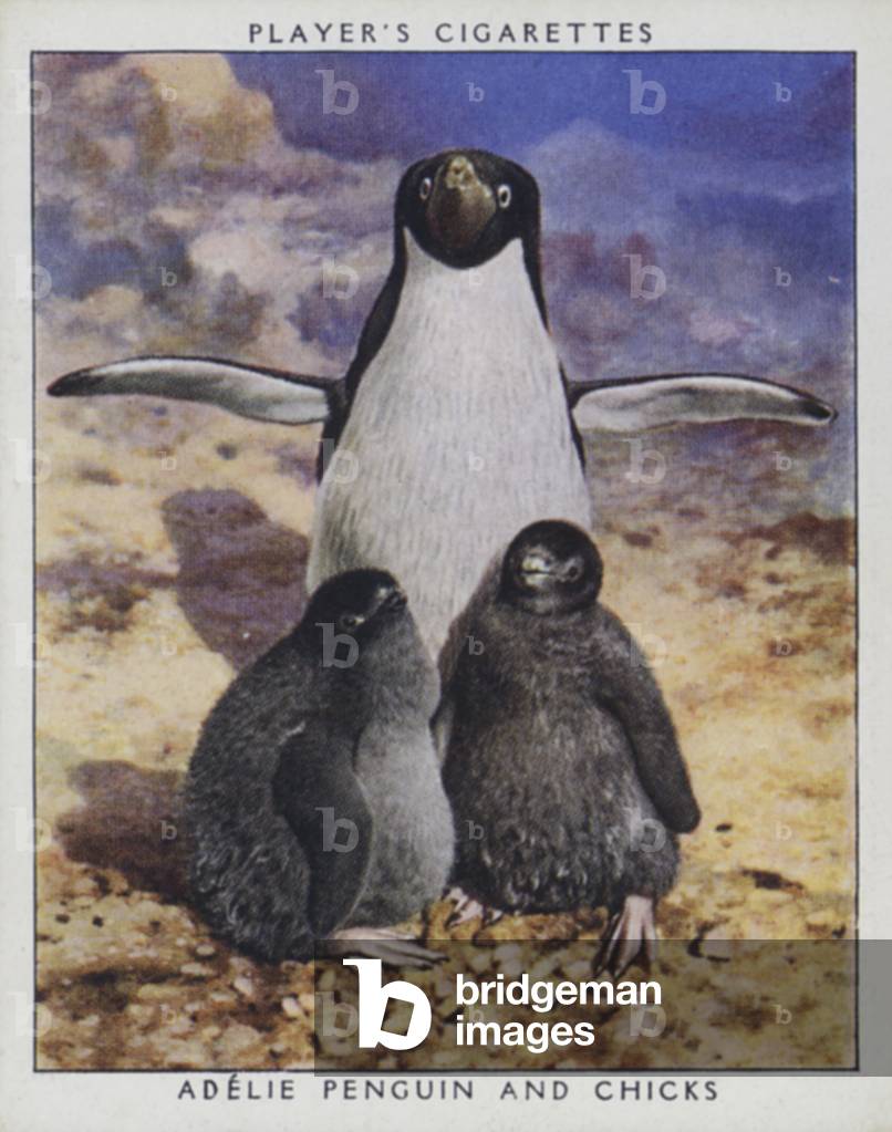 Zoo babies: Adelie Penguin and Chicks (photo)
