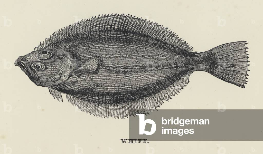Whiff (engraving)