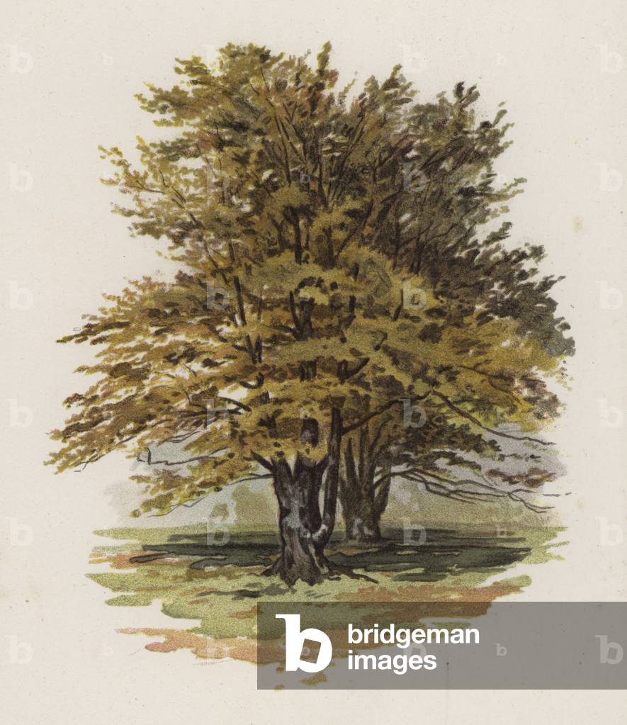 Trees: The Beech (colour litho)