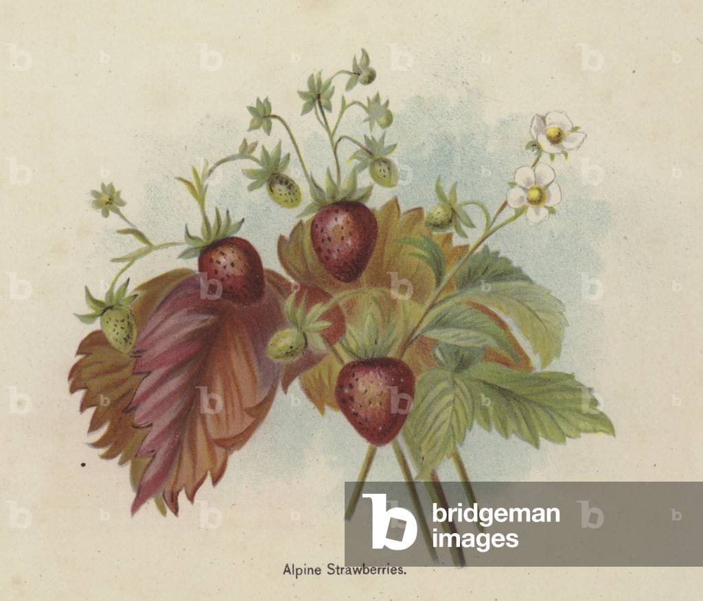 Alpine Strawberries (chromolitho)