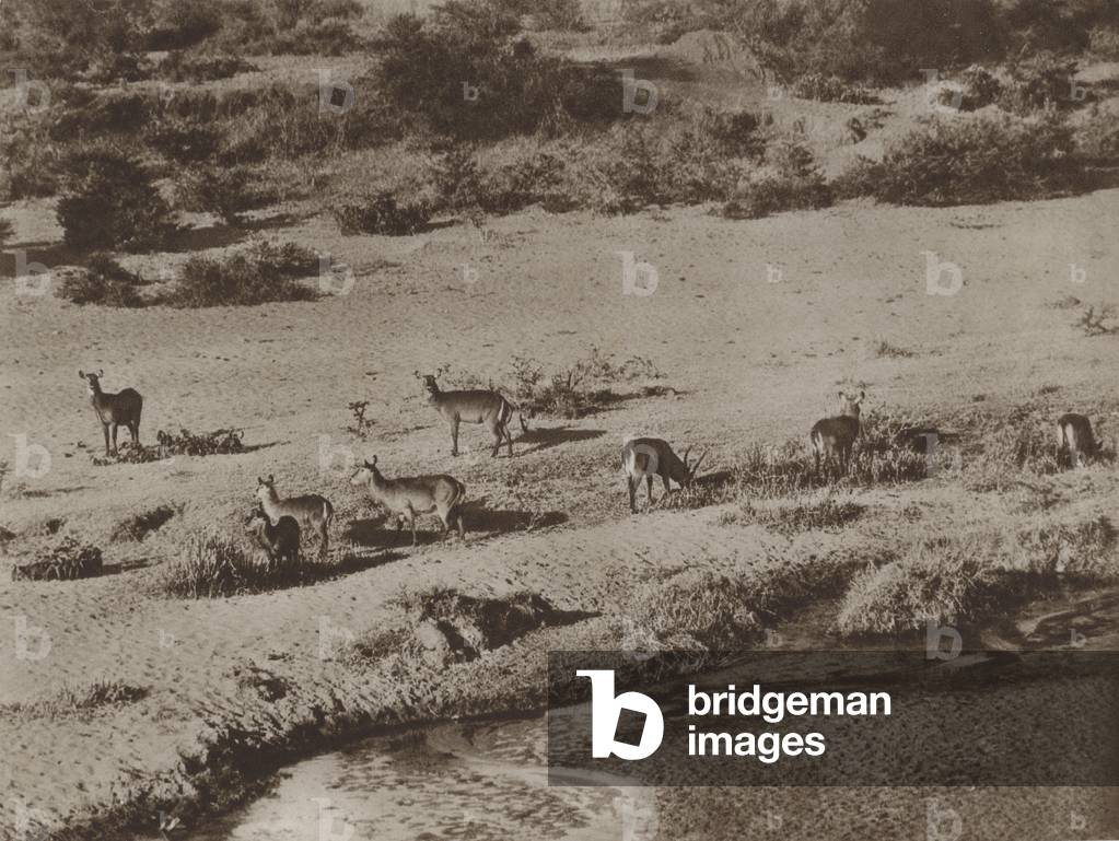 The water hole (b/w photo)