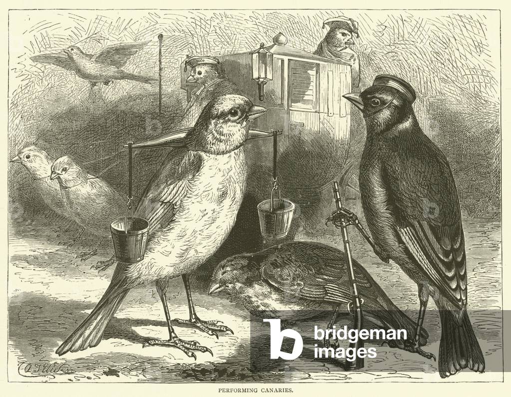 Performing canaries (engraving)