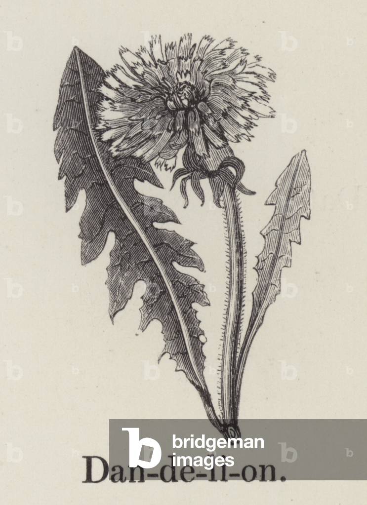 Dandelion (engraving)