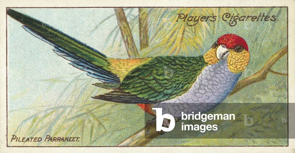Pileated Parrakeet (chromolitho)