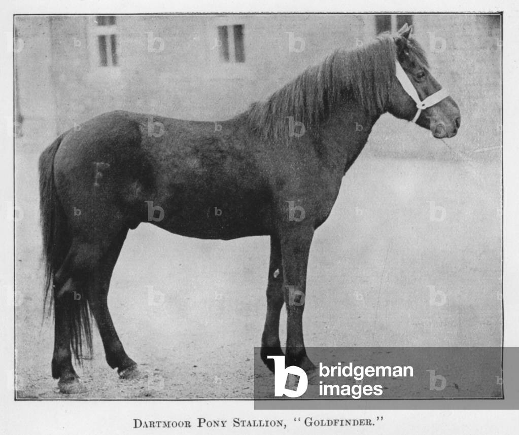Dartmoor Pony Stallion, Goldfinder (b/w photo)