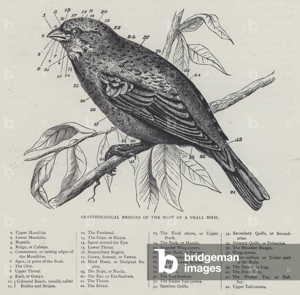 Ornithological Regions of the Body of a Small Bird (colour litho)