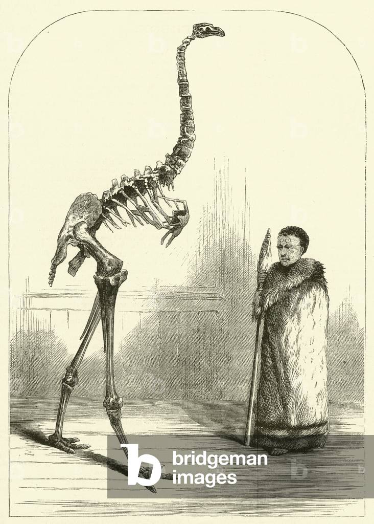 A Marvellous Bird (engraving)