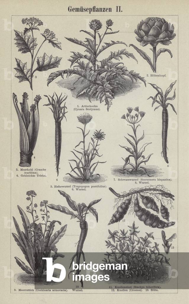 Vegetables (engraving)