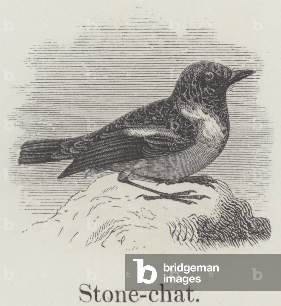 Stonechat (engraving)