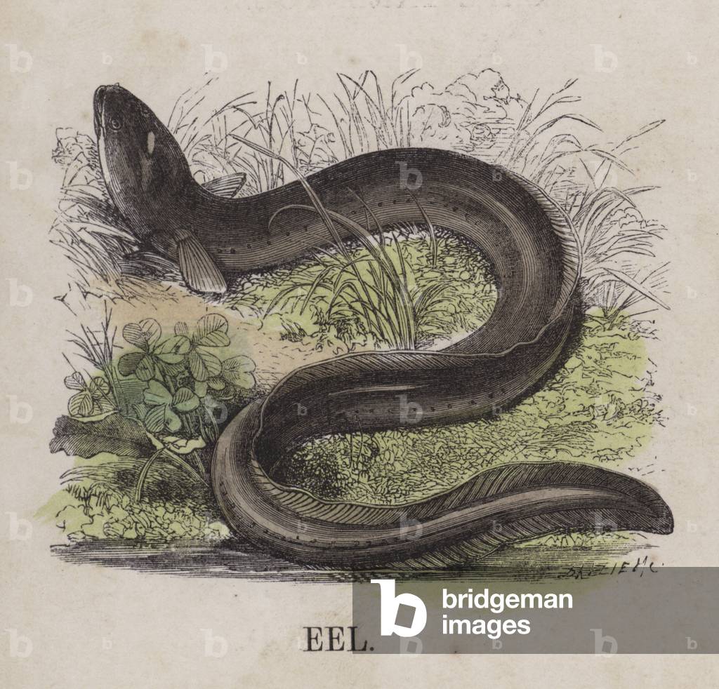 Eel (coloured engraving)