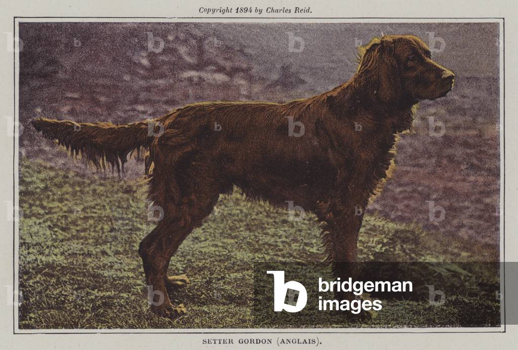 Gordon Setter (colour photo)