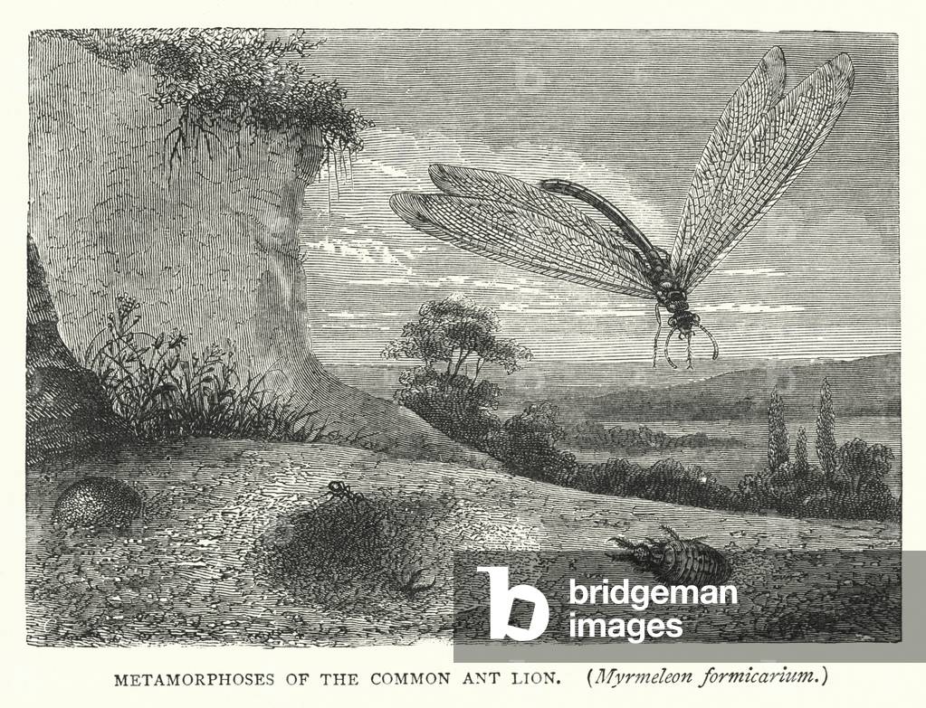 Metamorphoses of the Common Ant Lion, Myrmeleon formicarium (engraving)