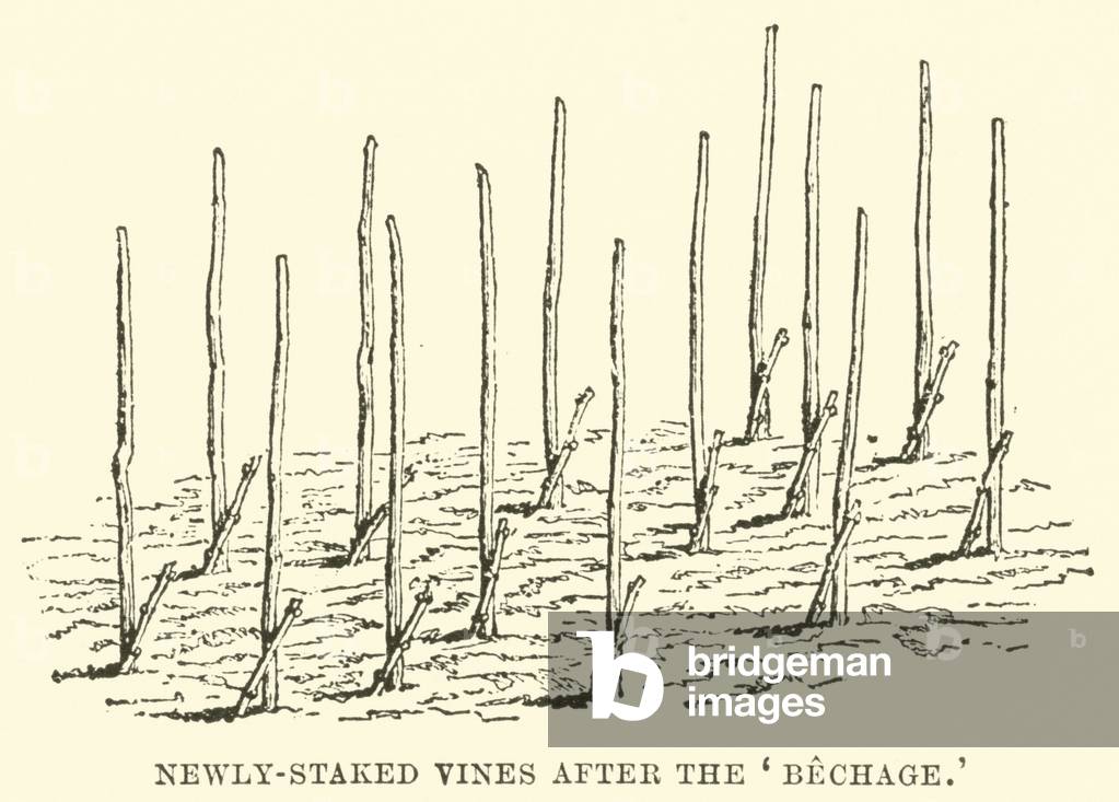 Newly-Staked Vines after the 'Bechage' (engraving)