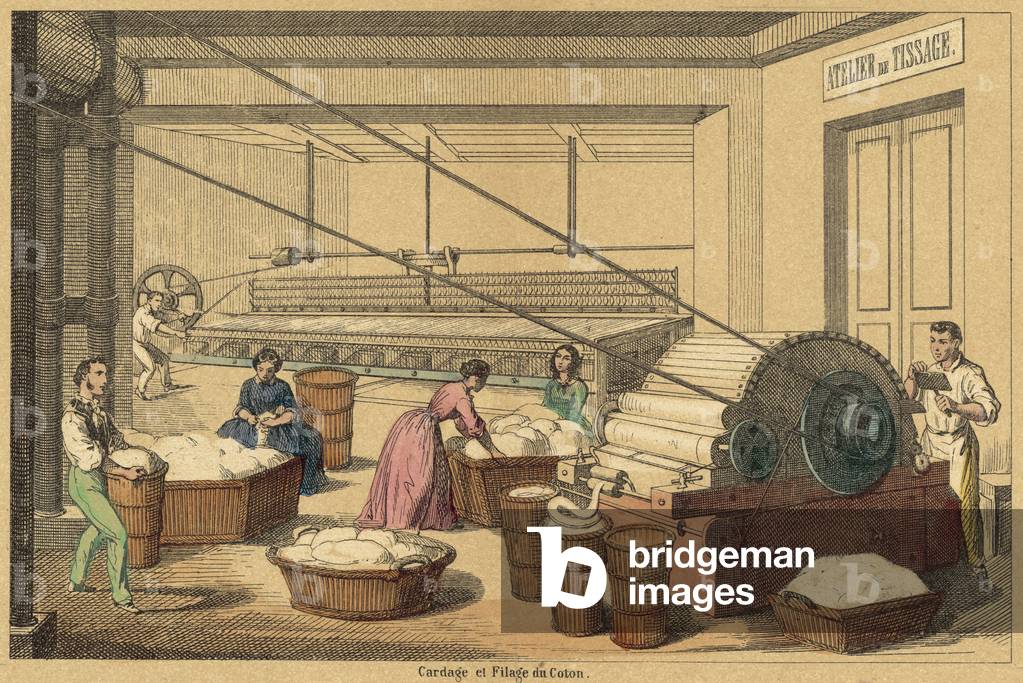 Cotton (coloured engraving)