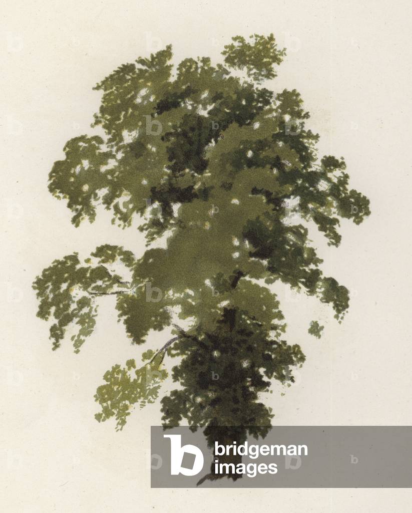 Trees: The Elm (colour litho)