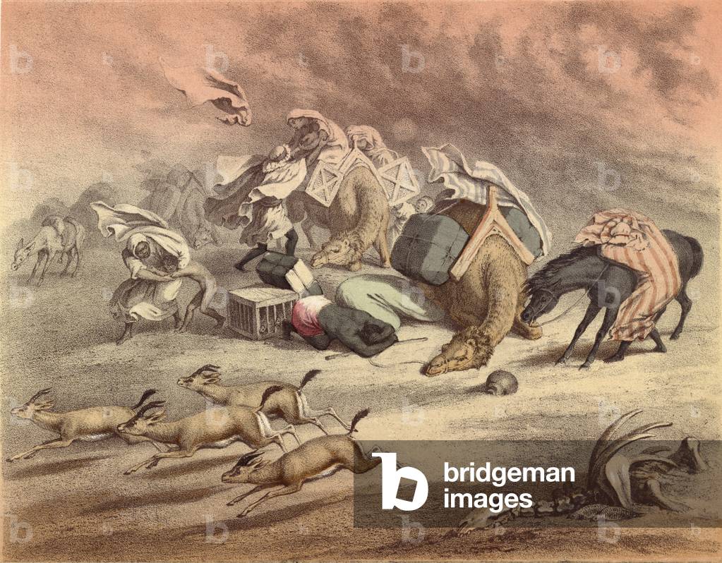 The great African desert, caravan of camels, horses and asses, overtaken by the Simoom, frightened gazelles (chromolitho)