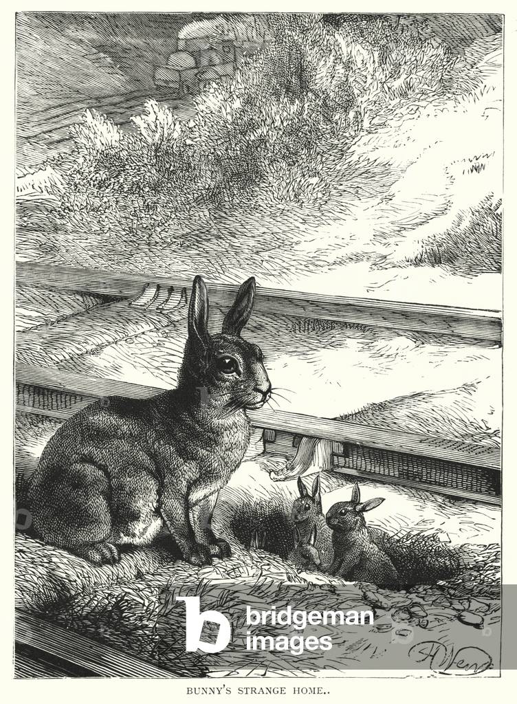 Bunny's strange home (engraving)