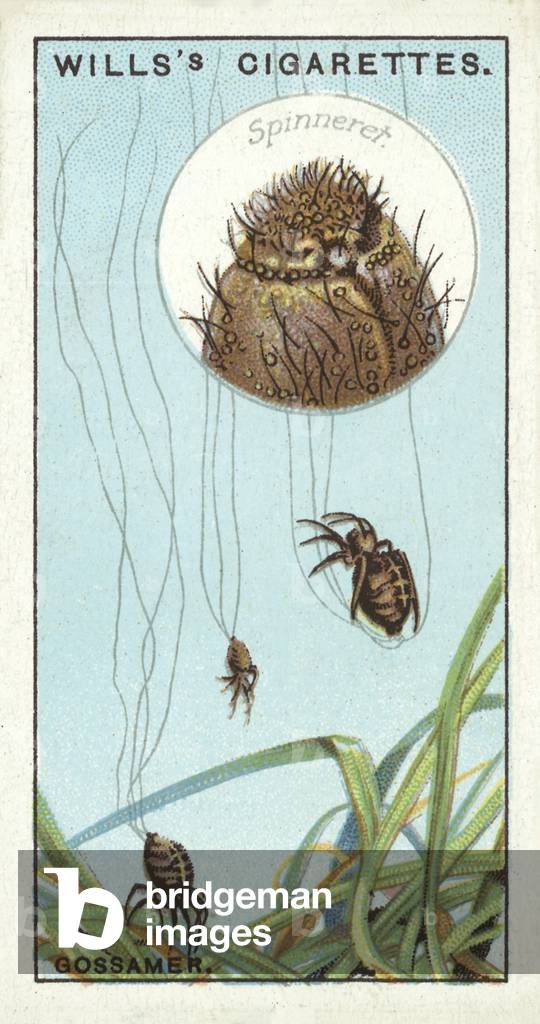 Gossamer (chromolitho)