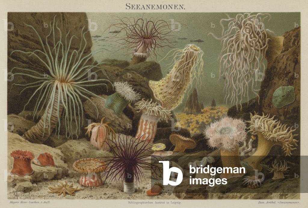 Sea anemones (colour litho)