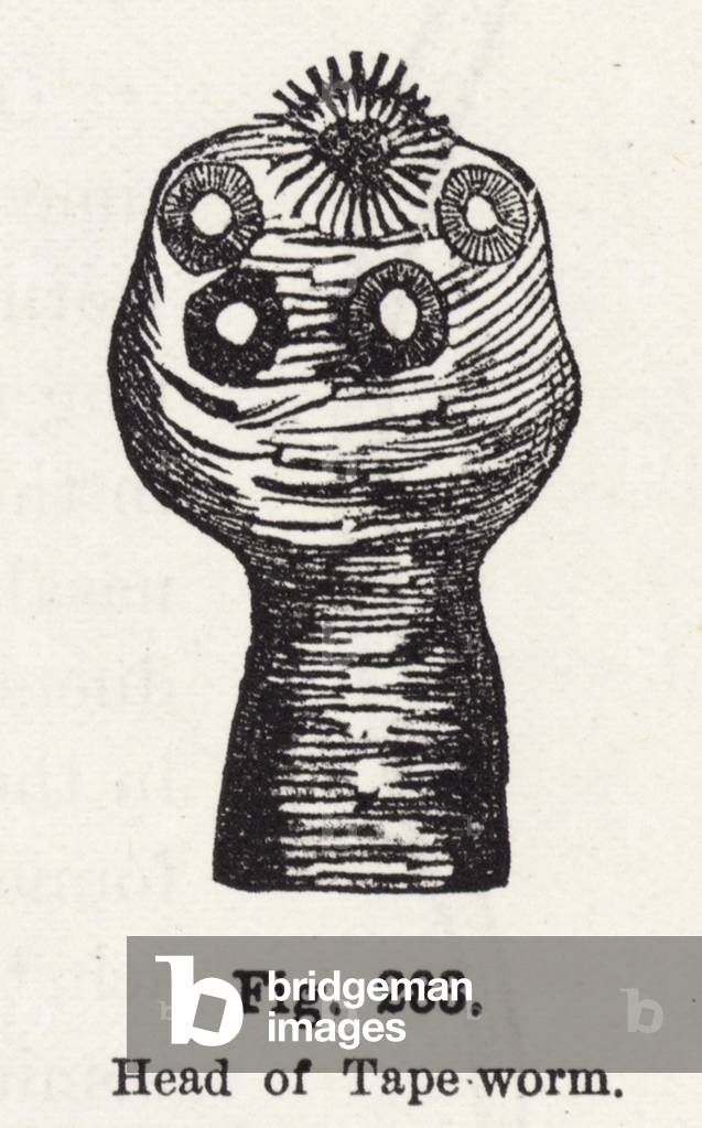 Head of Tape-worm (engraving)