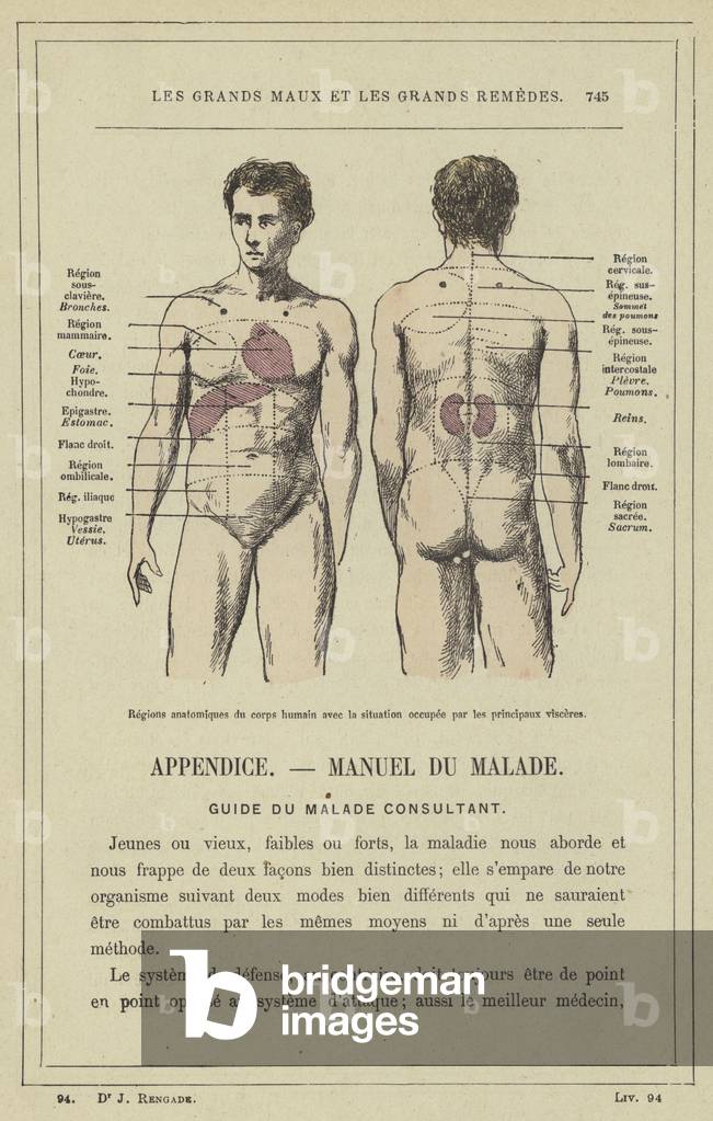 Regions anatomiques du corps humain avec la situation occupee par les principaux visceres (colour litho)