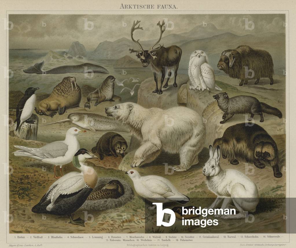 Arctic fauna (colour litho)