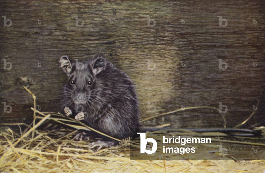 Black Rat, Epimys rattus (coloured photo)