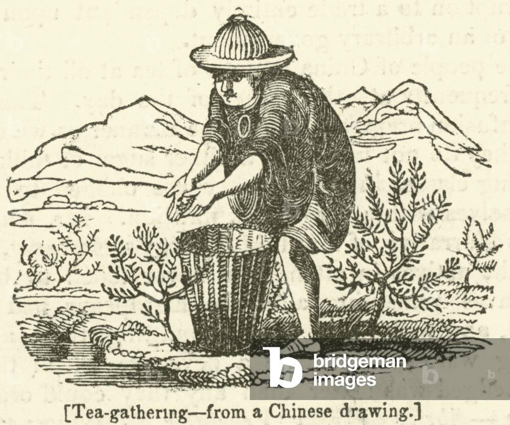Tea-gathering (engraving)