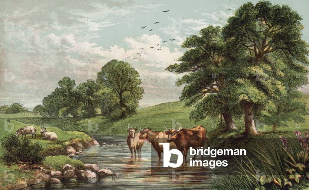 Cows standing in stream