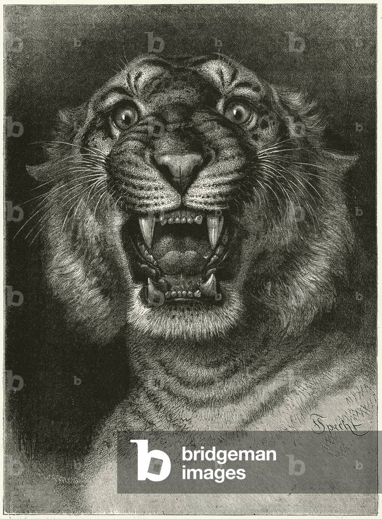 Man-eating tiger (engraving)