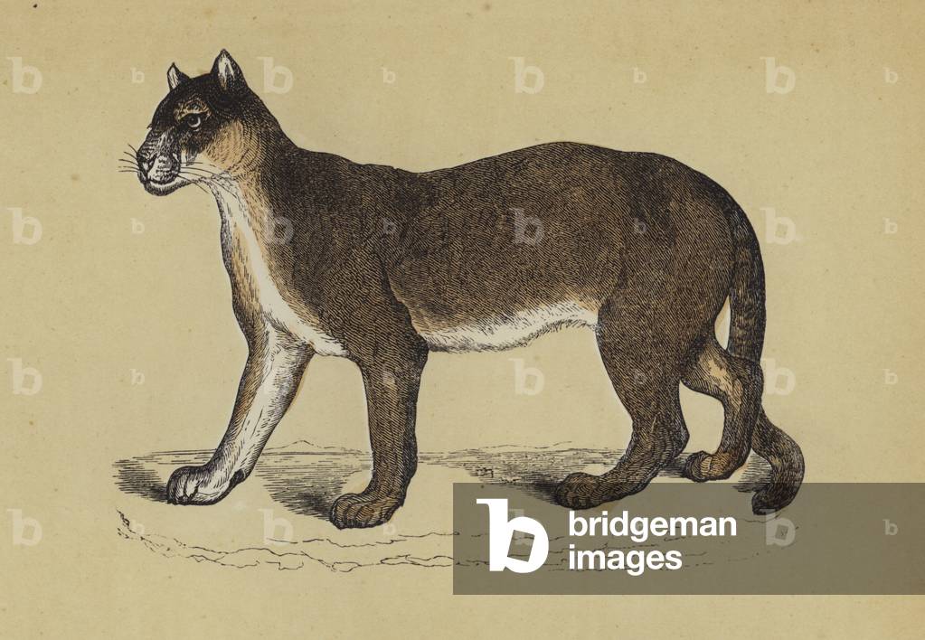 Puma (colour litho)