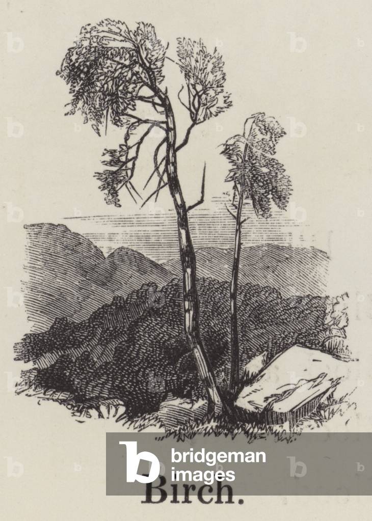 Birch (engraving)