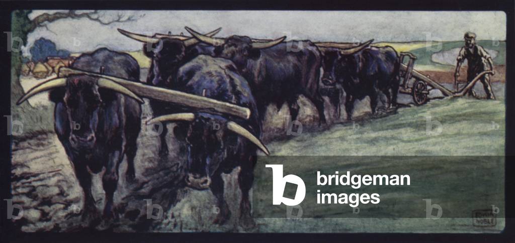 Oxen Ploughing on the Sussex Downs (colour litho)