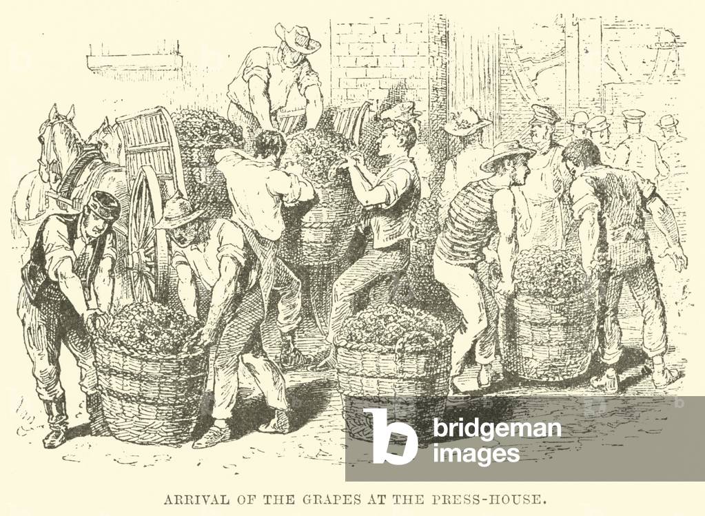 Arrival of the Grapes at the Press-House (engraving)