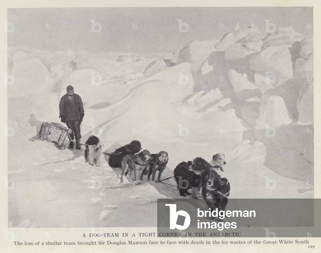 A dog-team in a tight corner in the Antarctic (b/w photo)