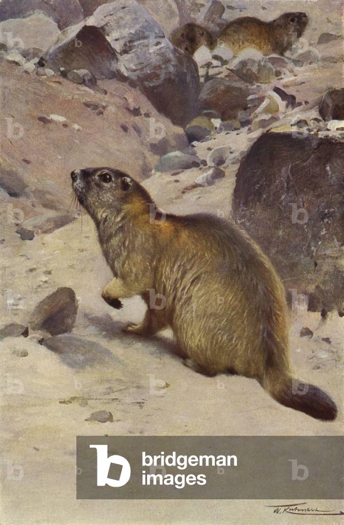 Alpine Marmot (colour litho)