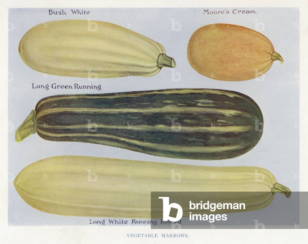 Vegetable Grower's Guide: Vegetable Marrows (colour litho)