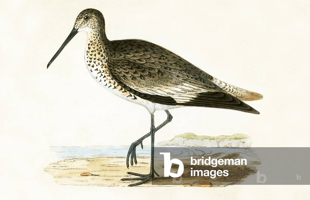 "Willet", 19th Secolo di English School