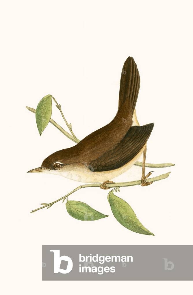 Cetti's Warbler, illustration from 'A History of the Birds of Europe Not Observed in the British Isles' by Charles Robert Bree (1811-86), published 1867 (colour litho)