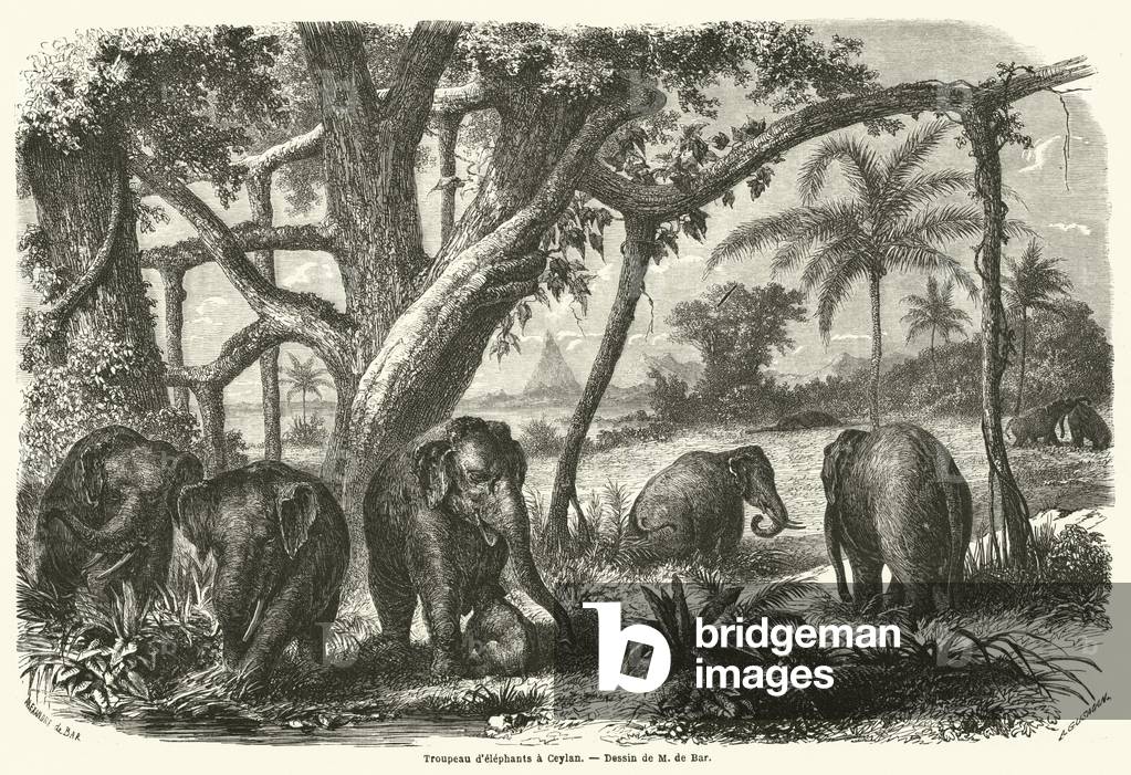 Troupeau d'elephants a Ceylan (engraving)