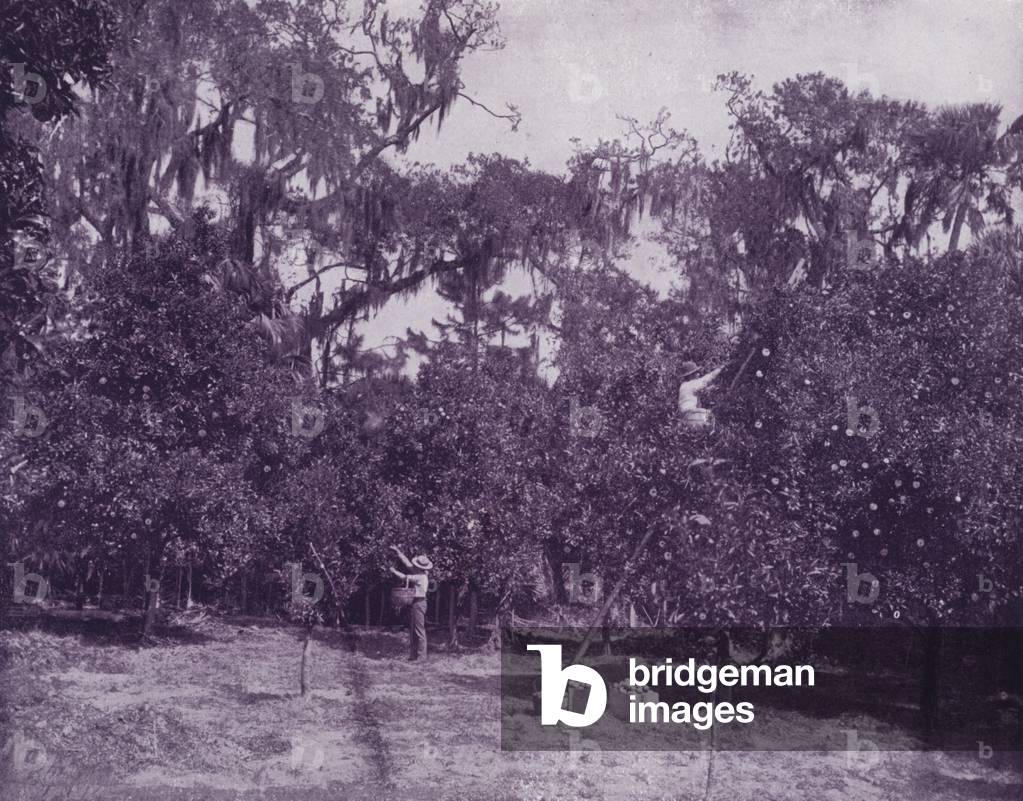 Orange grove at Rockledge, Indian River, Florida (b/w photo)