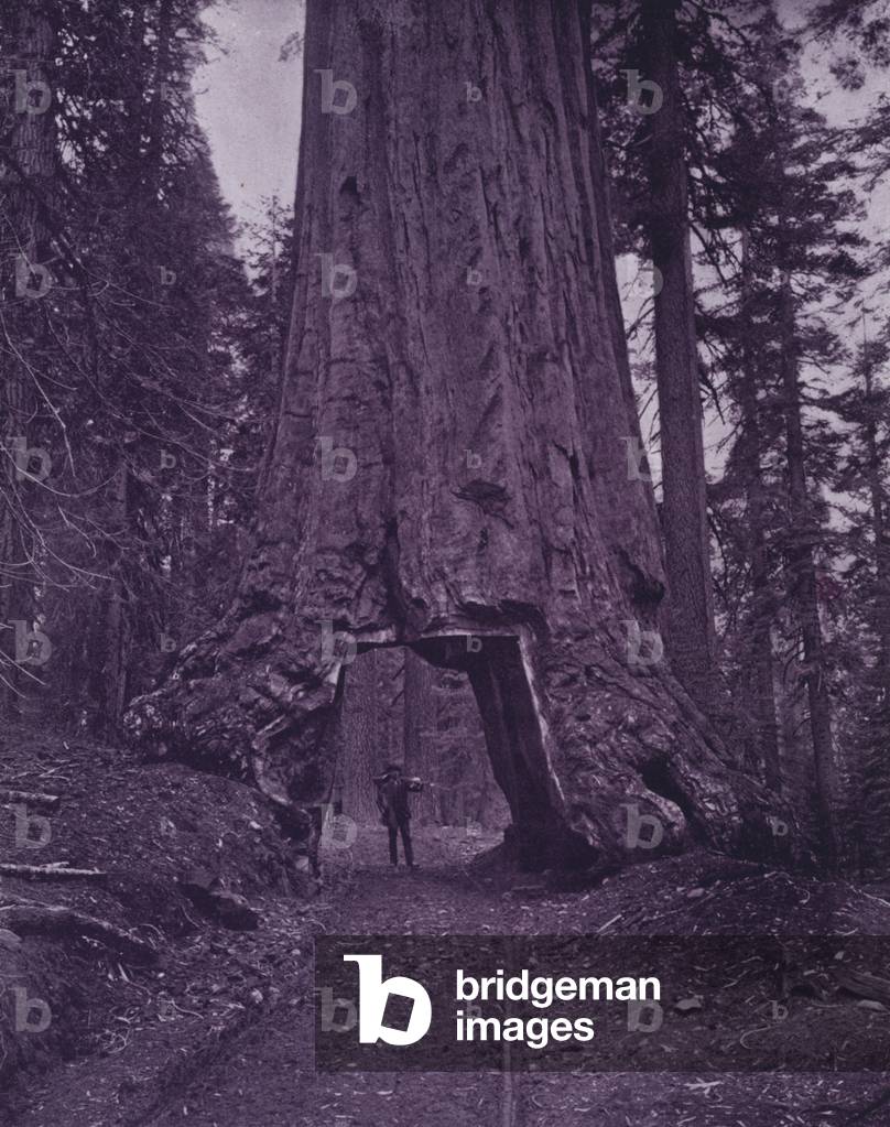 Carriage-road through the heart of Mariposa's big tree (b/w photo)