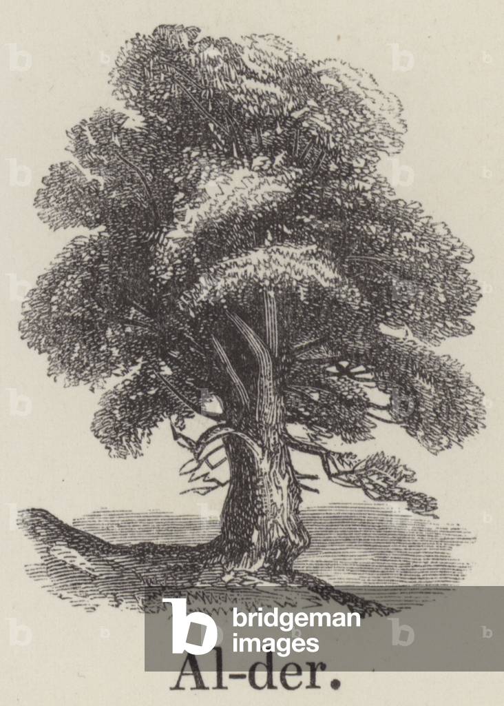 Alder (engraving)