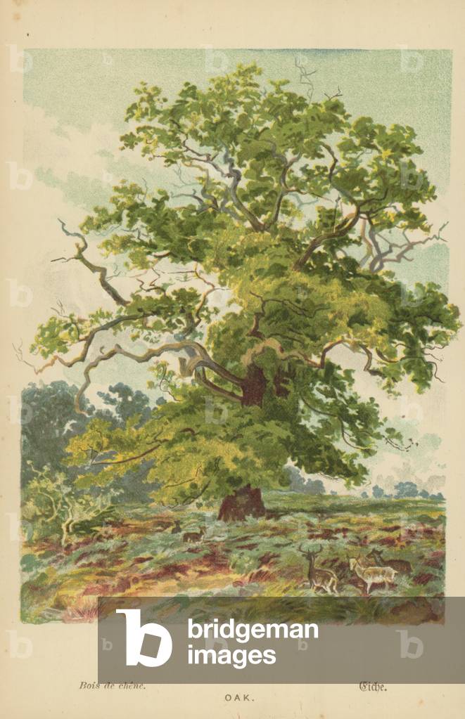 Oak