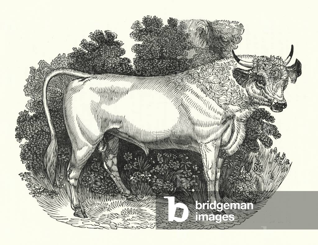 Chillingham Cattle (engraving)