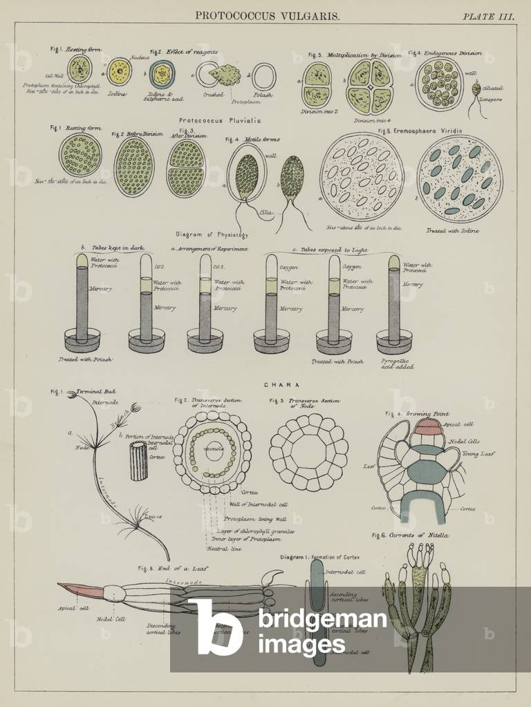 Protococcus Vulgaris (colour litho)